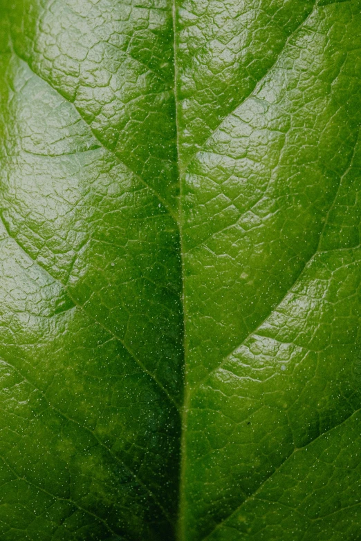 a close up view of a green leaf, award-winning crisp details”