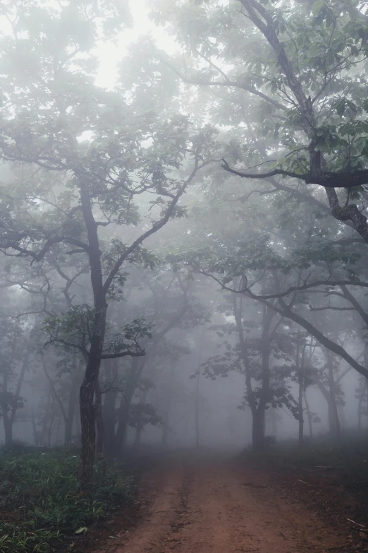 a dirt road surrounded by trees on a foggy day, monsoon, ((forest)), 'silent hill ', eerie