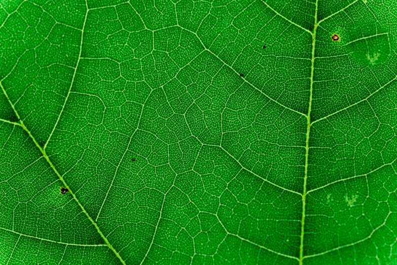 a close up view of a green leaf, by Jan Rustem, pixabay, atlas tree leaf texture map, detailed lines, voronoi, bottom - view