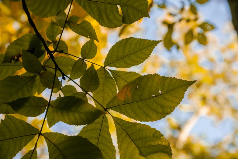 a close up of the leaves of a tree, by Sven Erixson, unsplash, fan favorite, low angle 8k hd nature photo, panels, yellow and green