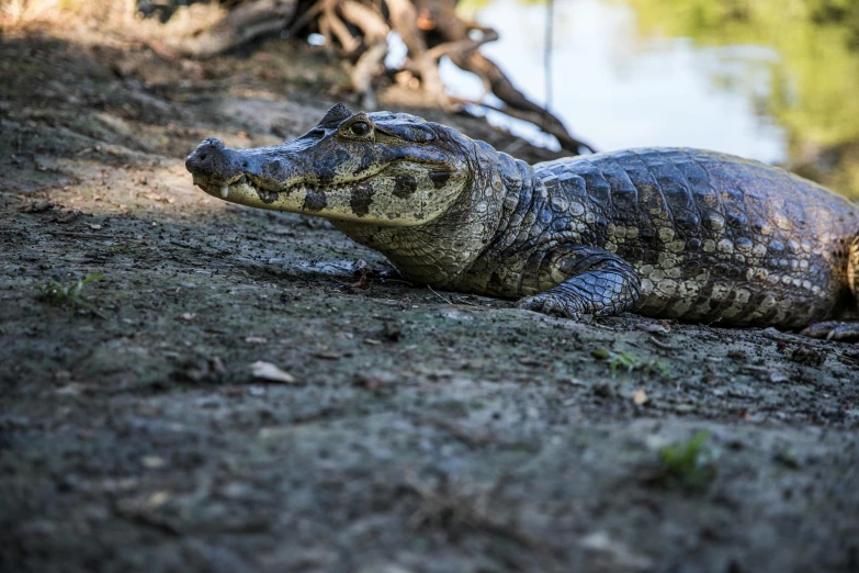 a large alligator laying on the ground next to a body of water, a portrait, pexels contest winner, hurufiyya, on a riverbank, australian, brown, hispanic