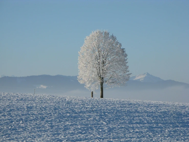 a lone tree in the middle of a snow covered field, pexels contest winner, photo of zurich, pristine and clean, sycamore, avatar image