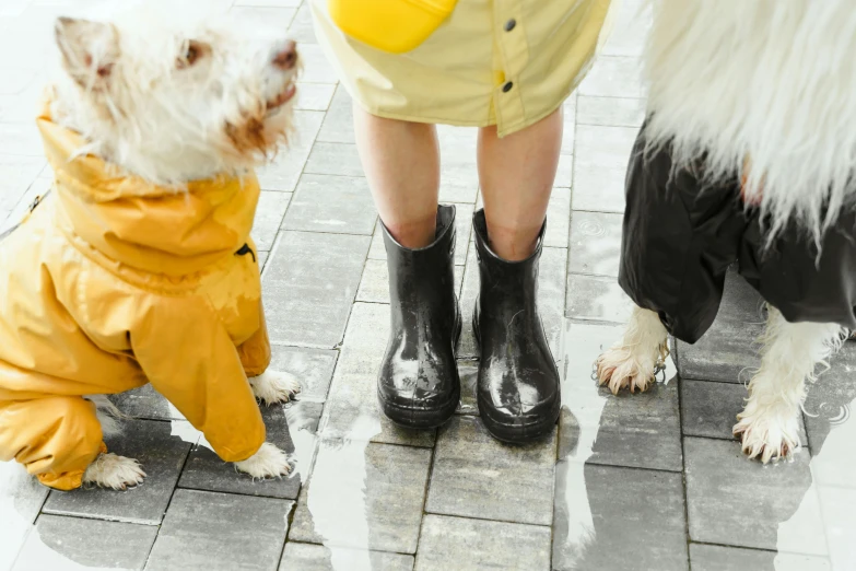 a woman standing next to two dogs wearing raincoats, by Julia Pishtar, pexels, human legs, wet concrete, family friendly, with yellow cloths