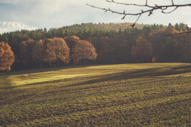 a grassy field with trees in the background, inspired by Elsa Bleda, pexels contest winner, land art, brown, autumn light, instagram picture, black forest