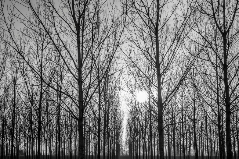a black and white photo of trees in a forest, inspired by Pierre Pellegrini, pexels, minimalism, symmetry!! full shot!!, farming, winter sun, frans lanting