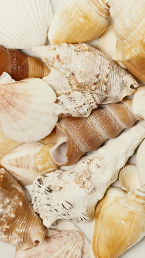 a white plate topped with lots of different types of shells, pexels, renaissance, thumbnail, demur, white horns, light tan