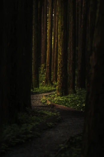 a path in the middle of a forest at night, a picture, inspired by Elsa Bleda, unsplash contest winner, in a redwood forest, ((trees)), moody evening light, 8k detail post processing