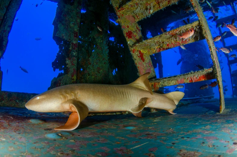 a shark that is laying on the ground, by Gwen Barnard, pexels contest winner, renaissance, sunken ship, award winning color photo, tan, lush