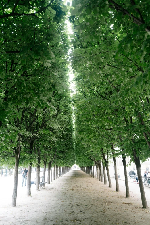 a row of trees that are next to each other, inspired by Tadao Ando, visual art, in paris, canopy, green tonalities, you can see all the passageways