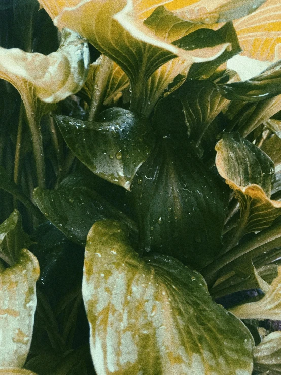a close up of a bunch of flowers on a table, inspired by Carpoforo Tencalla, unsplash, photorealism, overgrown with aquatic plants, liquid gold, rainy; 90's photograph, lettuce