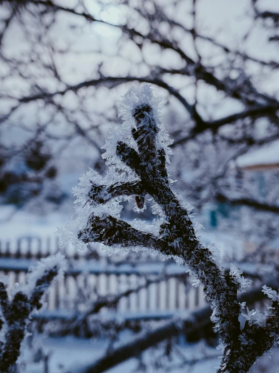 a tree covered in snow next to a fence, an album cover, inspired by Arthur Burdett Frost, pexels contest winner, symbolism, crystallized, profile image, ice - carving, in front of the house