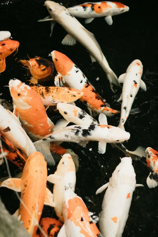 a group of koi fish swimming in a pond, by Carey Morris, trending on unsplash, fan favorite, f 1.4 kodak portra, fish seafood markets, white