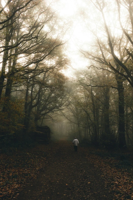 a person walking down a path in the woods, an album cover, pexels contest winner, tonalism, 'silent hill ', 10k, woodland location, autumnal