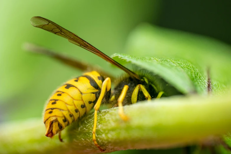 a yellow and black insect sitting on top of a green leaf, slide show, avatar image