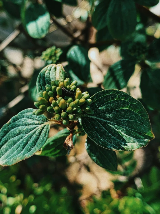 a close up of a plant with green leaves, made of flowers and berries, trending on vsco, nuttavut baiphowongse, photo taken on fujifilm superia