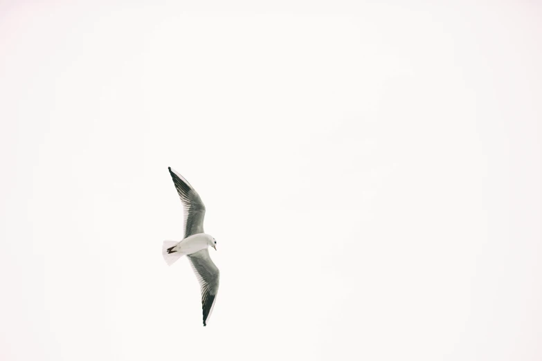 a bird that is flying in the sky, by Matthias Weischer, minimalism, on white, drone photograpghy, seagull, hziulquoigmnzhah