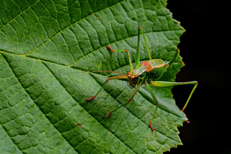 a close up of a grasshopper on a leaf, pexels contest winner, hurufiyya, red green, cotton, high-angle, highly detailed image