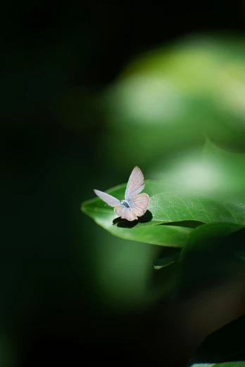 a butterfly sitting on top of a green leaf, paul barson, photograph, small, blue