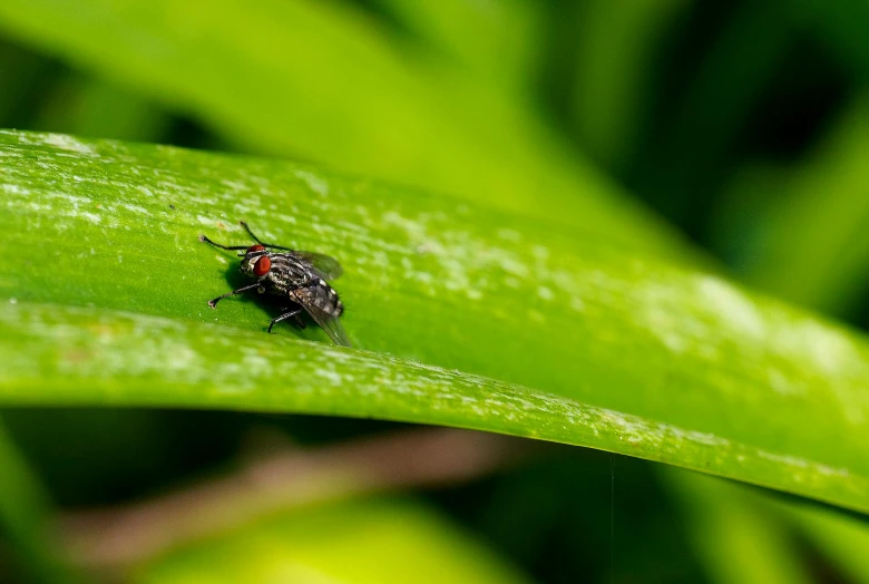 a bug sitting on top of a green leaf, pexels, hurufiyya, left eye red stripe, fly, paul barson, a small