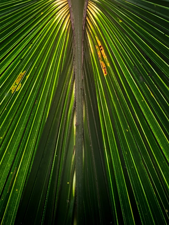 the sun shines through the leaves of a palm tree, by Jan Rustem, intricate 8 k detail, top down camera angle, medium symmetry, green lines