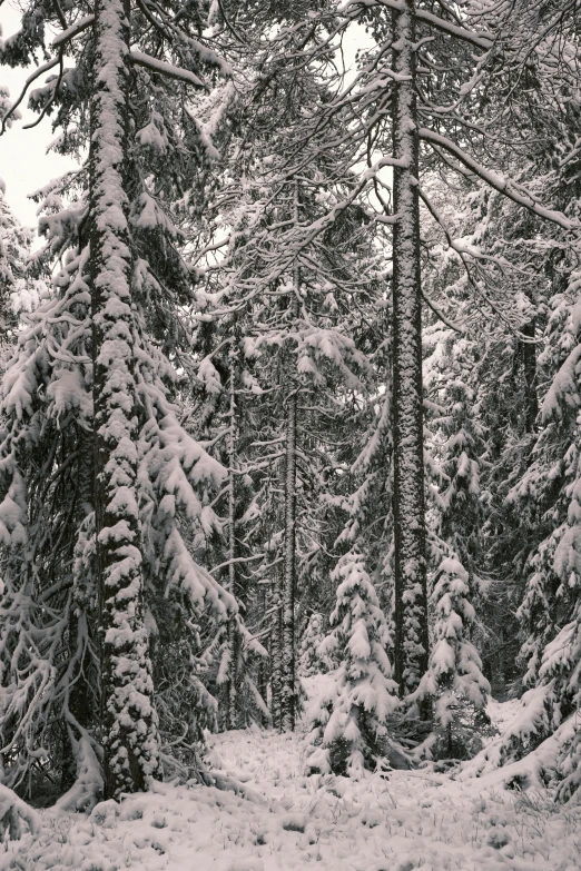 a black and white photo of a snow covered forest, inspired by Ivan Shishkin, unsplash, medium format. soft light, evergreen, ca, whistler