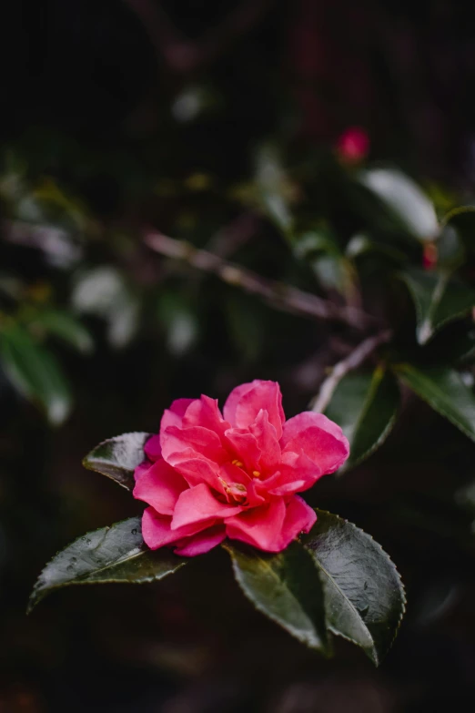 a pink flower sitting on top of a leaf covered tree, a picture, unsplash, renaissance, red, myrtle, made of glazed, high-quality photo