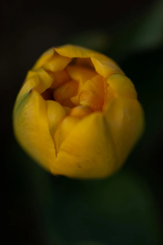 a close up of a yellow tulip flower, by Peter Churcher, portrait of a small, buds, 8k 50mm iso 10, laura watson