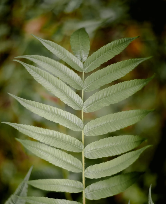 a close up of a leaf on a plant, sweet acacia trees, paul barson, fern, medium