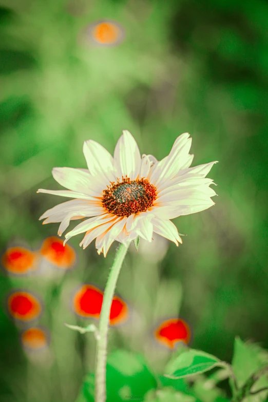 a white flower sitting on top of a lush green field, a colorized photo, shutterstock contest winner, renaissance, vibrant orange, helianthus flowers, pale green glow, multi colored