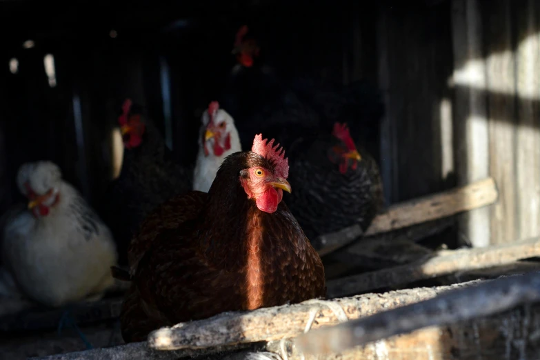 a group of chickens standing next to each other, a portrait, by Gwen Barnard, pexels contest winner, morning hard light, profile image, 1 male, a wooden