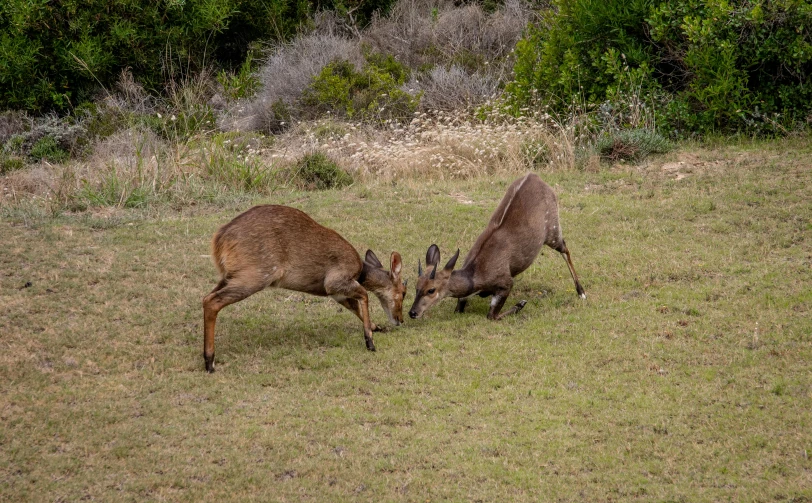 a couple of animals that are in the grass, by Juergen von Huendeberg, pexels contest winner, traditional corsican, deer, fight, manuka