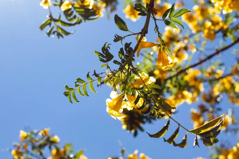 a tree with yellow flowers against a blue sky, unsplash, hurufiyya, angel's trumpet, manuka, bougainvillea, slide show