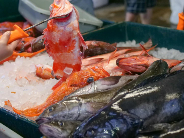 a bunch of fish sitting on top of a pile of ice, by Anna Findlay, pexels contest winner, market stalls, pink axolotl in a bucket, thumbnail, 💋 💄 👠 👗