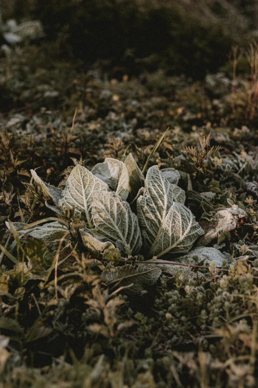 a plant that is growing out of the ground, inspired by Elsa Bleda, unsplash, land art, frosty, platinum, velvet, lying on field