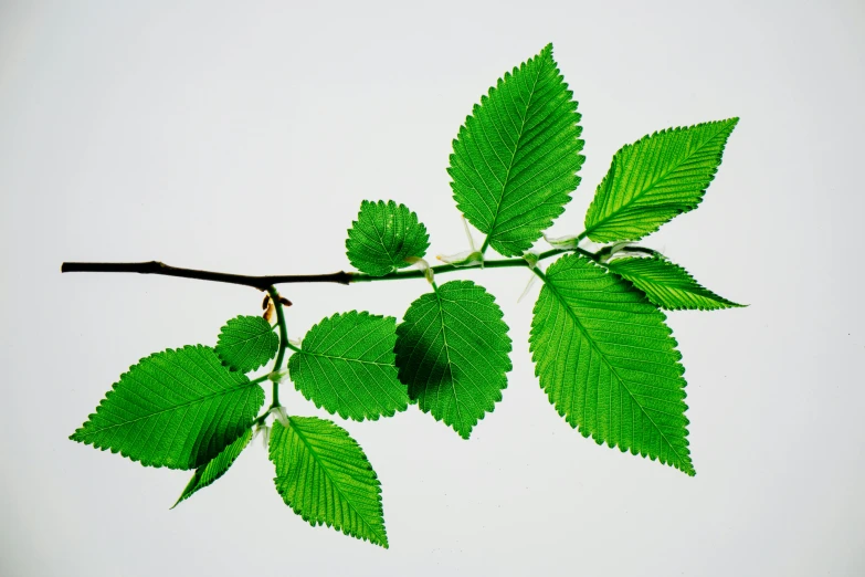 a branch of a tree with green leaves, by David Simpson, trending on pexels, photorealism, raspberry, john pawson, elm tree, sustainable materials
