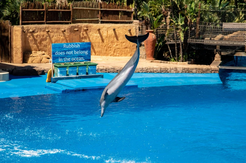 a dolphin jumping out of the water in a pool, arabesque, dreamworld, no cropping, taken in 2 0 2 0, niflheim