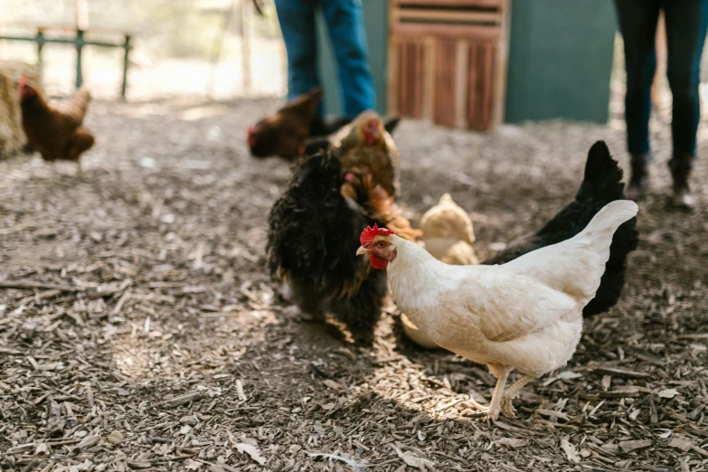 a group of chickens standing next to each other, an album cover, unsplash, australian, profile image, eating outside, ground - level medium shot