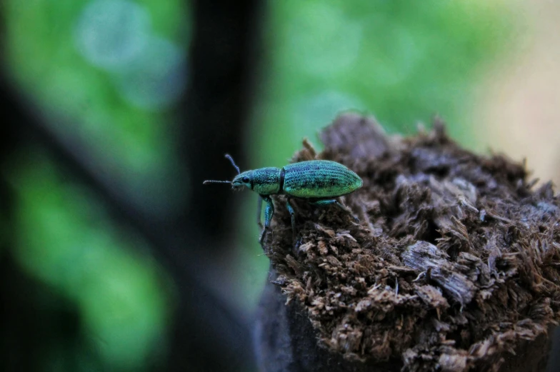 a green bug sitting on top of a tree stump, pexels contest winner, hurufiyya, deep colour, 🦩🪐🐞👩🏻🦳, miniature forest, grain”