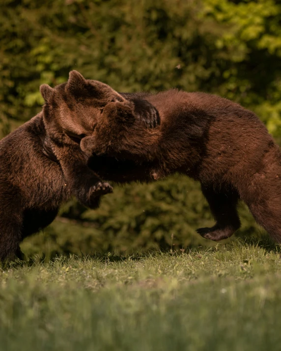 a couple of brown bears standing on top of a lush green field, by Emma Andijewska, fighting each other, alessio albi, by greg rutkowski, no cropping