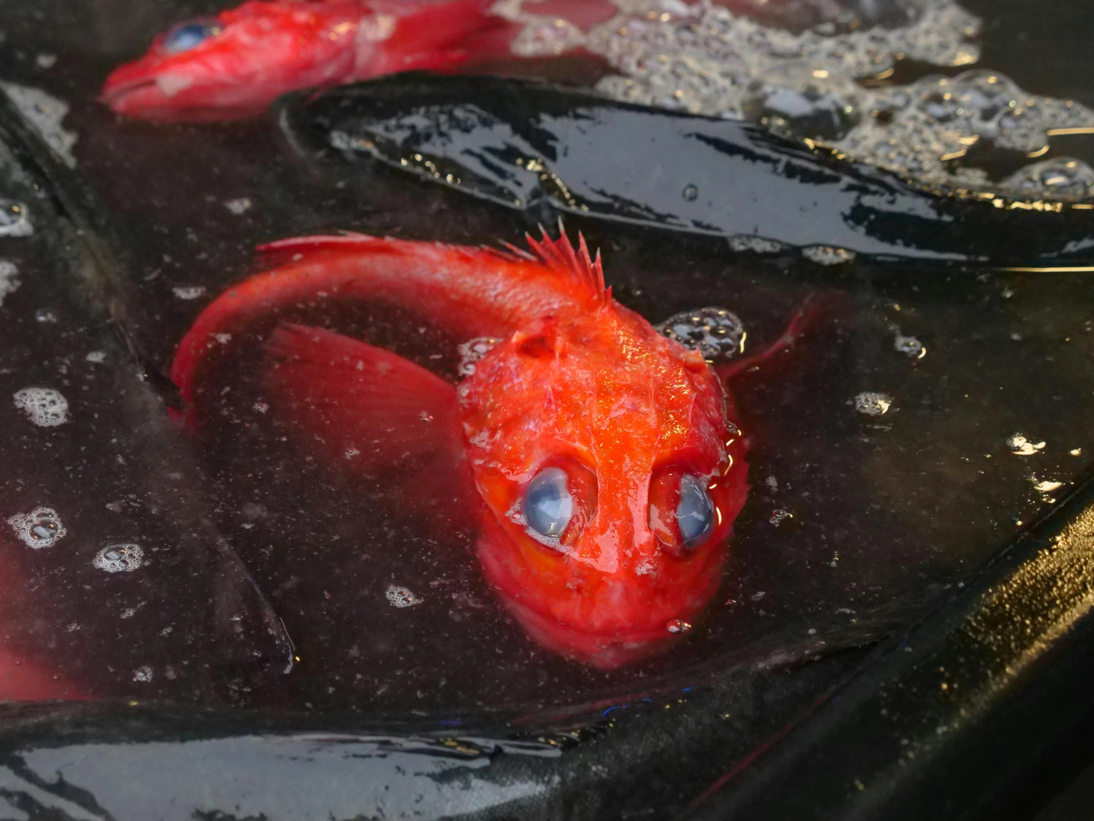 a close up of a fish in a body of water, in a red dish, in a pond