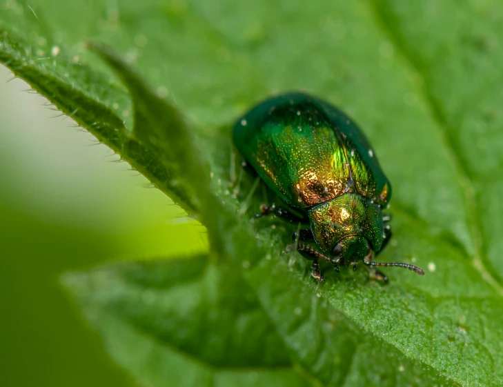 a green bug sitting on top of a green leaf, wearing elaborate green and gold, multicoloured, deep green, slide show