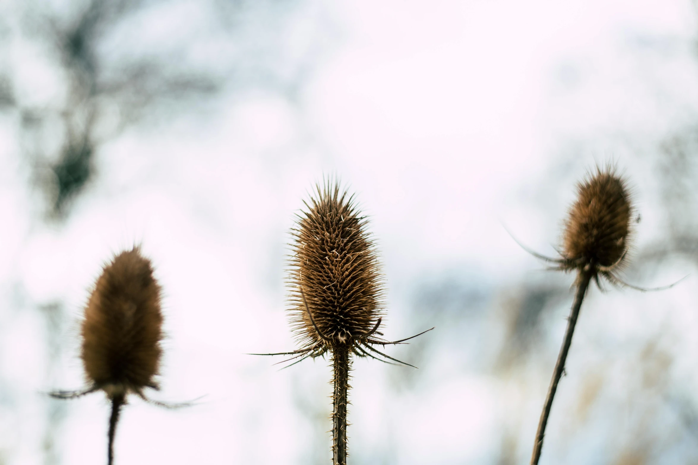 a close up of a plant with a sky in the background, thistles, winter photograph, alessio albi, shot on sony a 7