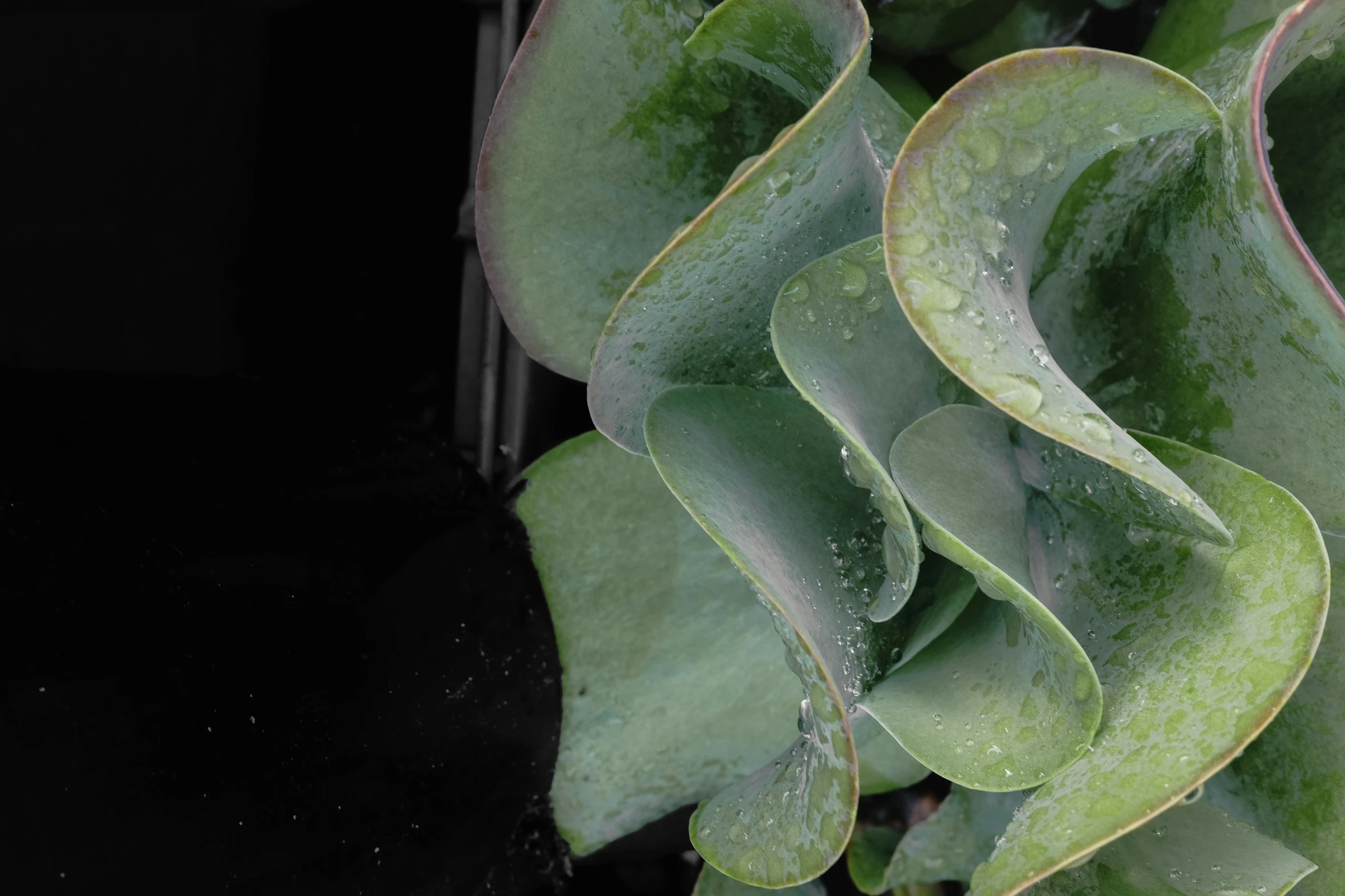 a close up of a plant with green leaves, ruffles, soaking wet, flat grey, carnivorous