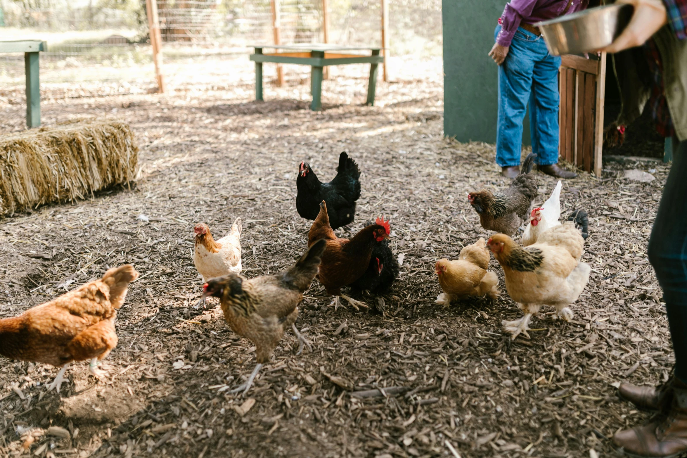 a woman standing next to a bunch of chickens, by Gwen Barnard, trending on unsplash, wide high angle view, ecovillage, australian, on his hind legs