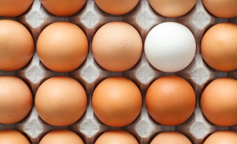 a white egg in a carton of brown eggs, by Carey Morris, trending on unsplash, renaissance, high angle close up shot, orange: 0.5, varying ethnicities, lachlan bailey