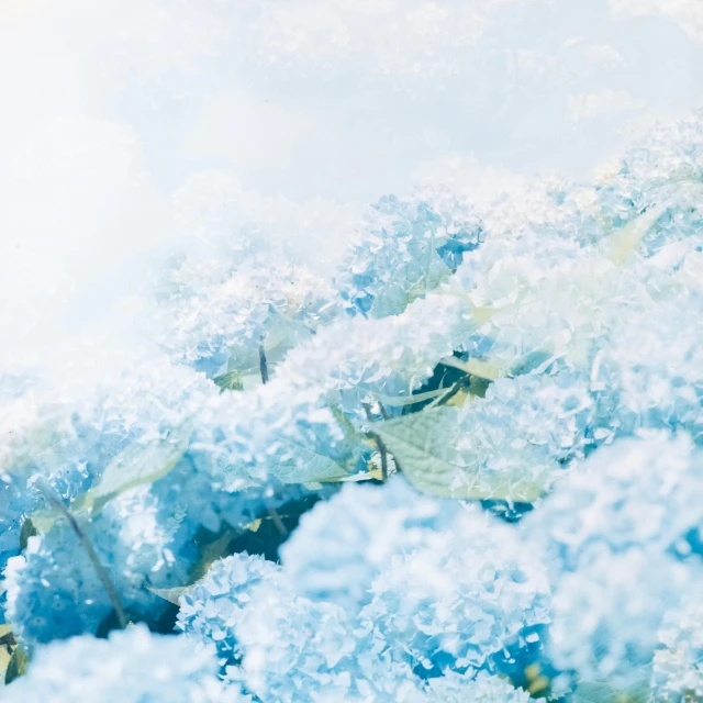 a close up of a bunch of blue flowers, an album cover, inspired by Arthur Burdett Frost, unsplash, romanticism, made of ice, translucent grapes closeup, cotton clouds, infrared photography