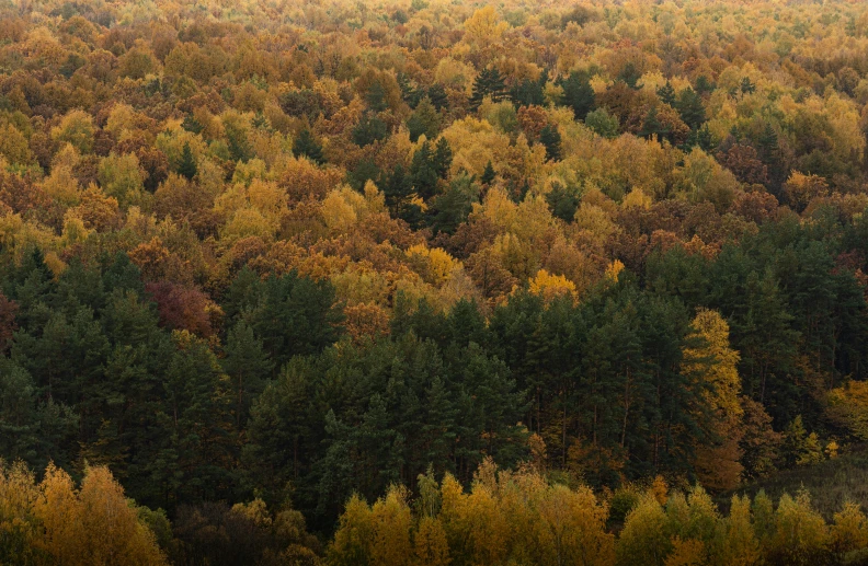 a herd of sheep grazing on top of a lush green forest, by Attila Meszlenyi, unsplash contest winner, tonalism, colorful autumn trees, ((trees)), yellows and reddish black, panorama