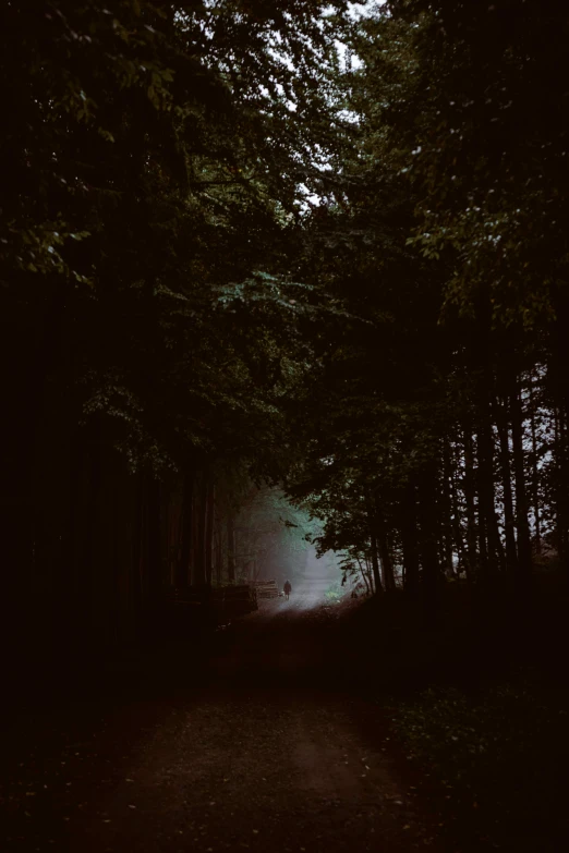 a dark forest filled with lots of trees, an album cover, unsplash contest winner, walking towards the full moon, muted lighting, ((forest)), dark hallways