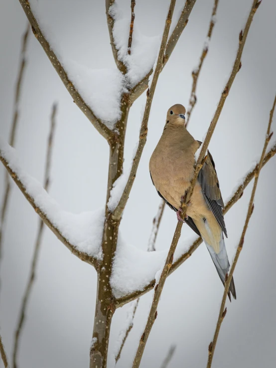 a bird sitting on top of a tree covered in snow, dove in an ear canal, photograph