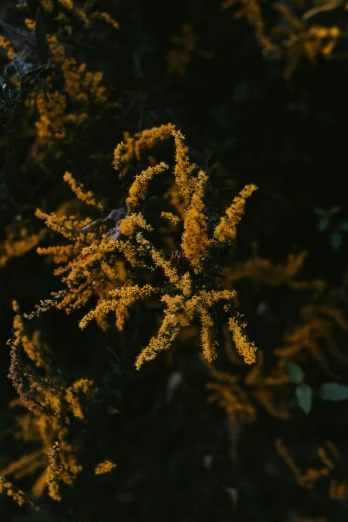 a close up of a plant with yellow flowers, inspired by Elsa Bleda, unsplash contest winner, hurufiyya, dense lush forest at night, stacked image, dust particles, autumn overgrowth